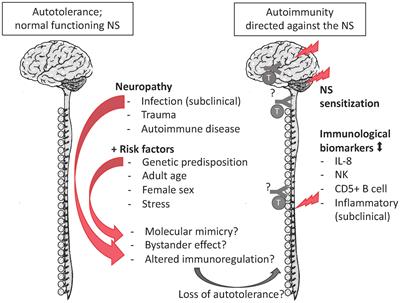 Frontiers Immune System Sex Differences May Bridge the Gap